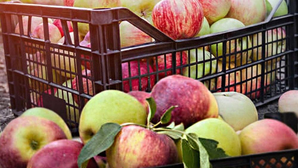 سبد میوه در ارومیه تولیدکننده جعبه پلاستیکی